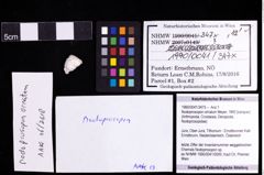 Foto (Objekt + Etiketten) von Nodoprosopon ornatum (Meyer, 1842) 